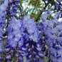 100 PCS Seeds Rare Heirloom Dark Blue Wisteria Hybrid Flower
