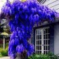 100 PCS Seeds Rare Heirloom Dark Blue Wisteria Hybrid Flower