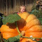 5 PCS Seeds Rare Heirloom Dill's Atlantic Giant Pumpkin Organic