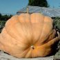 5 PCS Seeds Rare Heirloom Dill's Atlantic Giant Pumpkin Organic