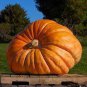 5 PCS Seeds Rare Heirloom Dill's Atlantic Giant Pumpkin Organic