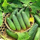 5 PCS Seeds Rare Heirloom Dutch Fruit Cucumber Organic