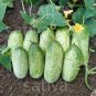 5 PCS Seeds Rare Heirloom Dutch Fruit Cucumber Organic