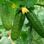 5 PCS Seeds Rare Heirloom Dutch Fruit Cucumber Organic