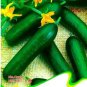5 PCS Seeds Rare Heirloom Dutch Fruit Cucumber Organic
