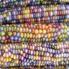 120 PCS Seeds Rare Heirloom Early-Maturing Sticky Colorful Sweet Corn 120 PCS Seeds Rare Heirloom Early-Maturing Sticky Colorful Sweet Corn