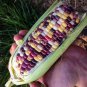 120 PCS Seeds Rare Heirloom Early-Maturing Sticky Colorful Sweet Corn