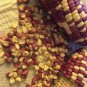 120 PCS Seeds Rare Heirloom Early-Maturing Sticky Colorful Sweet Corn
