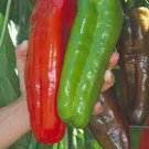 100 PCS Seeds Rare Heirloom Giant Marconi Sweet Peppers Vegetables
