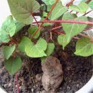 30 PCS Seeds Rare Heirloom He Shou Wu Polygonum Multiflorum Tonic Herbs