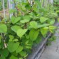 30 PCS Seeds Rare Heirloom He Shou Wu Polygonum Multiflorum Tonic Herbs