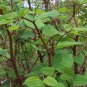 30 PCS Seeds Rare Heirloom He Shou Wu Polygonum Multiflorum Tonic Herbs