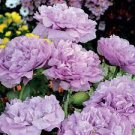 5 PCS Seeds Rare Heirloom Huge Purple Ruffled Satin-like Tree Peony Flower 5 PCS Seeds Rare Heirloom Huge Purple Ruffled Satin-like Tree Peony Flower