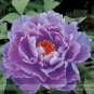5 PCS Seeds Rare Heirloom Huge Purple Ruffled Satin-like Tree Peony Flower