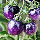 100 PCS Seeds Rare Heirloom Indigo Blue Tomato Hybrid