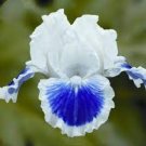 20 PCS Seeds Rare Heirloom Iris Tectorum Perennial Flower