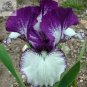 20 PCS Seeds Rare Heirloom Iris Tectorum Perennial Flower