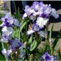 20 PCS Seeds Rare Heirloom Iris Tectorum Perennial Flower