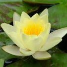 1 PCS Seeds Rare Heirloom Light Yellow Nelumbo Nucifera Lotus with Red Top Flower