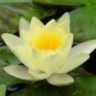 1 PCS Seeds Rare Heirloom Light Yellow Nelumbo Nucifera Lotus with Red Top Flower