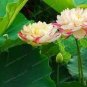 1 PCS Seeds Rare Heirloom Light Yellow Nelumbo Nucifera Lotus with Red Top Flower