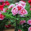 15 PCS Seeds Rare Heirloom Mixed 9 Colors Luo Yang Peony Plant Flower