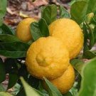 20 PCS Seeds Rare Heirloom Mixed 9 Types of Lemon Tree 20 PCS Seeds Rare Heirloom Mixed 9 Types of Lemon Tree