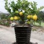 20 PCS Seeds Rare Heirloom Mixed 9 Types of Lemon Tree
