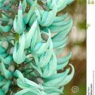 5 PCS Seeds Rare Heirloom Mucuna Blue Red Black Jade Vine Bonsai 5 PCS Seeds Rare Heirloom Mucuna Blue Red Black Jade Vine Bonsai