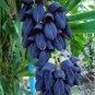 5 PCS Seeds Rare Heirloom Mucuna Blue Red Black Jade Vine Bonsai