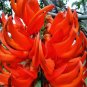 5 PCS Seeds Rare Heirloom Mucuna Blue Red Black Jade Vine Bonsai
