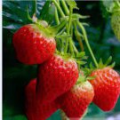 40 PCS Seeds Rare Heirloom Organic Oblate Red Big Sweet Strawberry