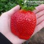 40 PCS Seeds Rare Heirloom Organic Oblate Red Big Sweet Strawberry