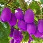 50 PCS Seeds Rare Heirloom Organic Purple Kiwi Fruit