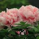 5 PCS Seeds Rare Heirloom Pink Peony 'Gu Luo Kui' Garden Plant