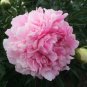 5 PCS Seeds Rare Heirloom Pink Peony 'Gu Luo Kui' Garden Plant
