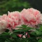5 PCS Seeds Rare Heirloom Pink Peony 'Gu Luo Kui' Garden Plant