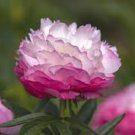 5 PCS Seeds Rare Heirloom Pink Peony Tree 'Feng Xia' Flower 5 PCS Seeds Rare Heirloom Pink Peony Tree 'Feng Xia' Flower