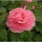 5 PCS Seeds Rare Heirloom Pink Peony Tree 'Feng Xia' Flower