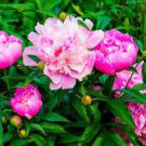 5 PCS Seeds Rare Heirloom Pink Red Damask Garden Peony Plant Flower 'Qing Ren'