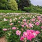 5 PCS Seeds Rare Heirloom Pink Red Damask Garden Peony Plant Flower 'Qing Ren'