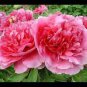 5 PCS Seeds Rare Heirloom Pink Red Damask Garden Peony Plant Flower 'Qing Ren'