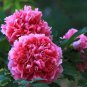 5 PCS Seeds Rare Heirloom Pink Red Damask Garden Peony Plant Flower 'Qing Ren'