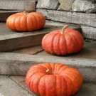 10 PCS Seeds Rare Heirloom Red White Pumpkin 'Censer'