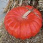 10 PCS Seeds Rare Heirloom Red White Pumpkin 'Censer'