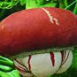 10 PCS Seeds Rare Heirloom Red White Pumpkin 'Censer'