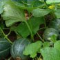 20 PCS Seeds Rare Heirloom Small Emerald Gem Melon Cucumis Melo