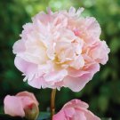 5 PCS Seeds Rare Heirloom Sorbet Robust Colorful Double Blooms Peony Tree 5 PCS Seeds Rare Heirloom Sorbet Robust Colorful Double Blooms Peony Tree