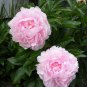 5 PCS Seeds Rare Heirloom Sorbet Robust Colorful Double Blooms Peony Tree