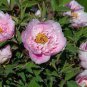 5 PCS Seeds Rare Heirloom Sorbet Robust Colorful Double Blooms Peony Tree